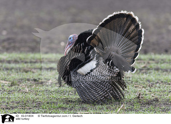 wild turkey / IG-01804