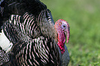 wild turkey