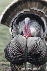 wild turkey