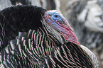 wild turkey