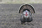 wild turkey