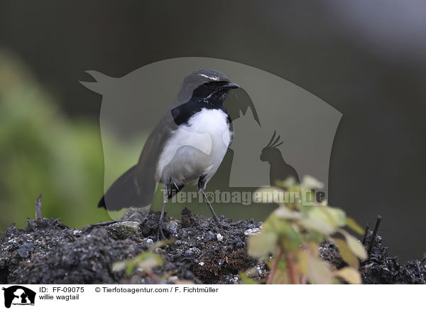 Gartenfcherschwanz / willie wagtail / FF-09075