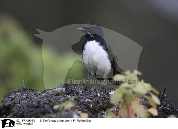 Gartenfcherschwanz / willie wagtail / FF-09076