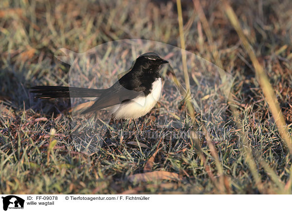 willie wagtail / FF-09078
