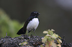 willie wagtail