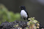 willie wagtail