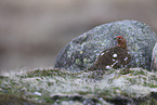 Willow ptarmigan