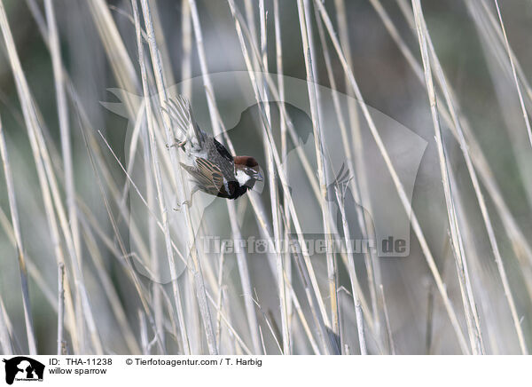 Weidensperling / willow sparrow / THA-11238