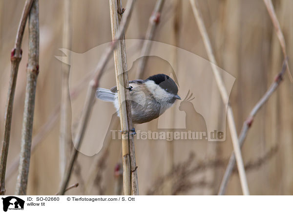 willow tit / SO-02660