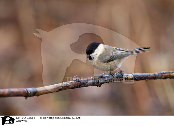 willow tit / SO-02661