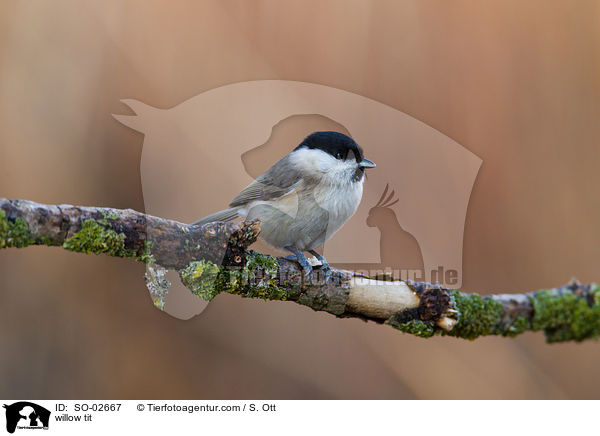 willow tit / SO-02667