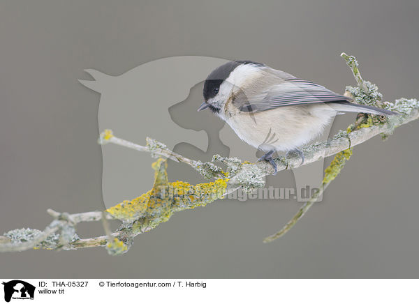 willow tit / THA-05327