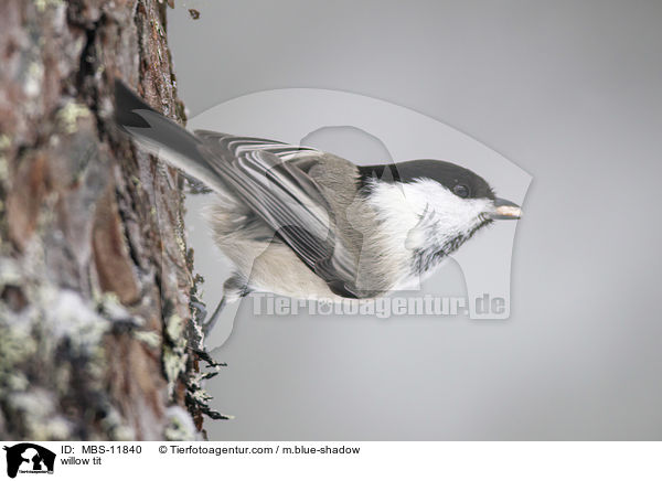 willow tit / MBS-11840