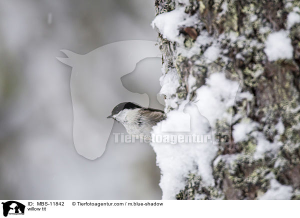 Weidenmeise / willow tit / MBS-11842