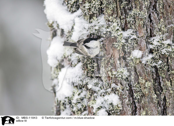 Weidenmeise / willow tit / MBS-11843