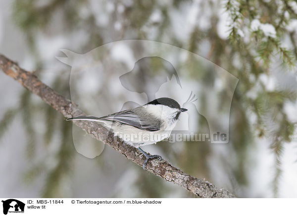 willow tit / MBS-11844