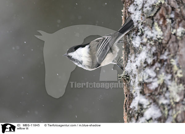 willow tit / MBS-11845