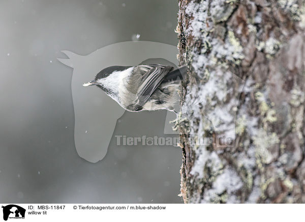 Weidenmeise / willow tit / MBS-11847