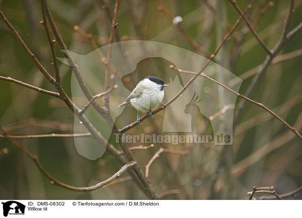 Weidenmeise / Willow tit / DMS-08302
