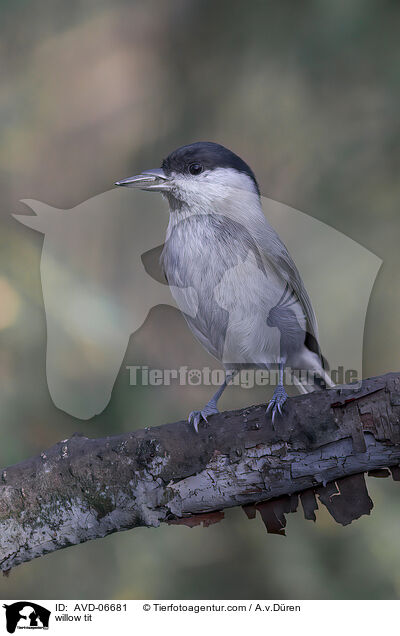 Weidenmeise / willow tit / AVD-06681