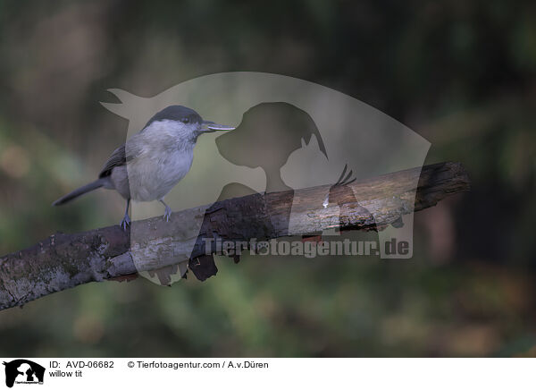 willow tit / AVD-06682