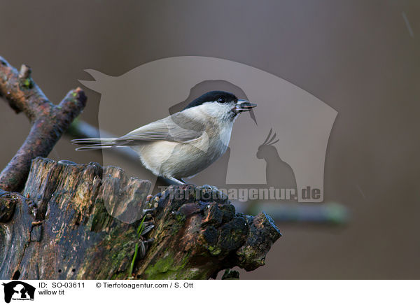 willow tit / SO-03611