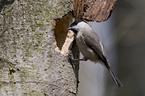 willow tit