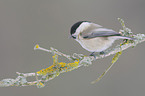 willow tit