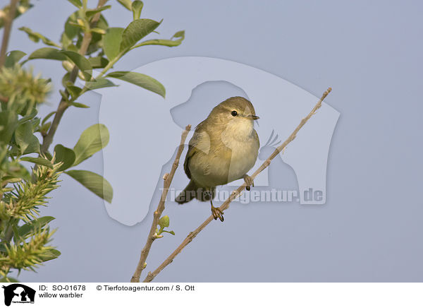 willow warbler / SO-01678