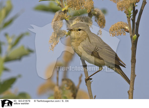 willow warbler / SO-01679
