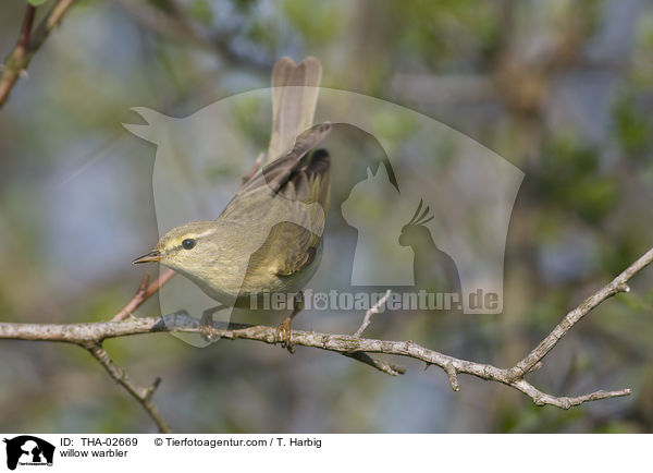 willow warbler / THA-02669