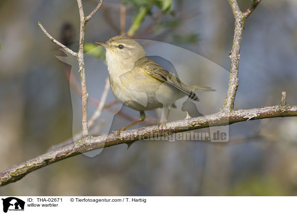 willow warbler / THA-02671