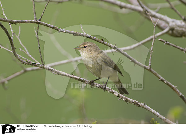 willow warbler / THA-02720