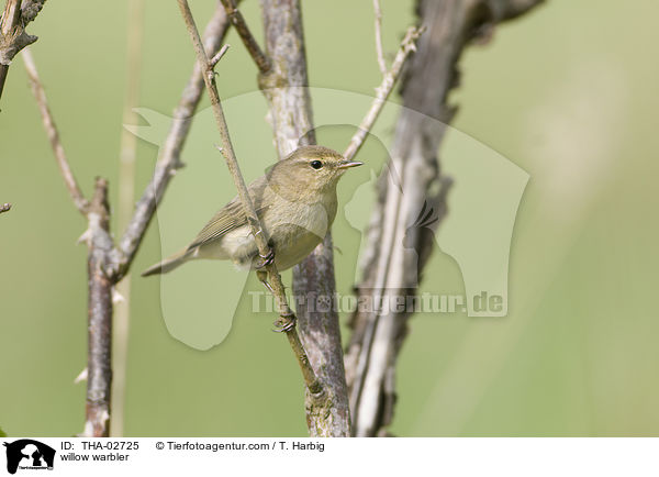 willow warbler / THA-02725