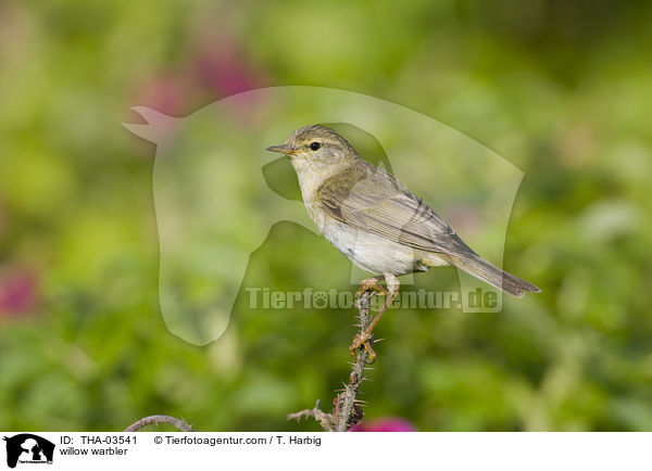 willow warbler / THA-03541