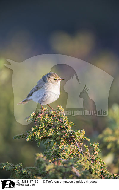 Fitis / willow warbler / MBS-17135