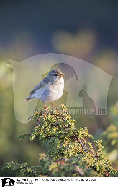 willow warbler / MBS-17136