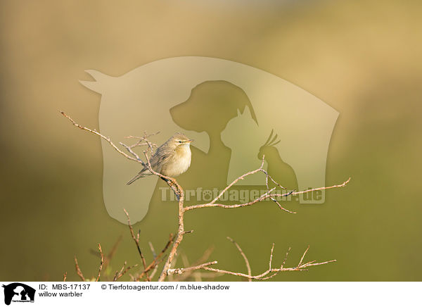 willow warbler / MBS-17137