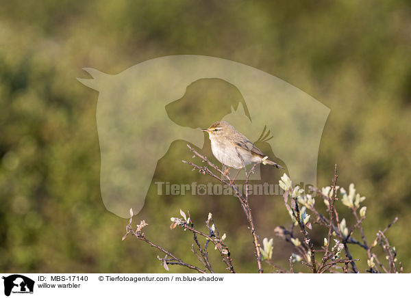 Fitis / willow warbler / MBS-17140