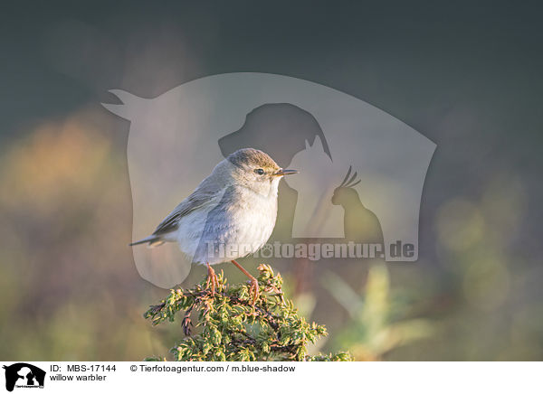 Fitis / willow warbler / MBS-17144