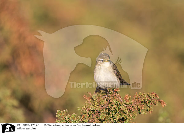 Fitis / willow warbler / MBS-17146