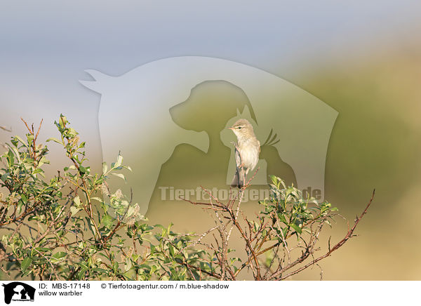 Fitis / willow warbler / MBS-17148