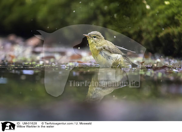 Willow Warbler in the water / UM-01628