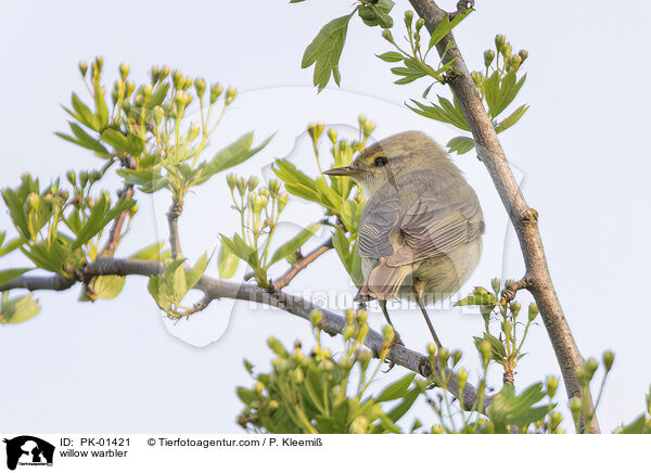 willow warbler / PK-01421