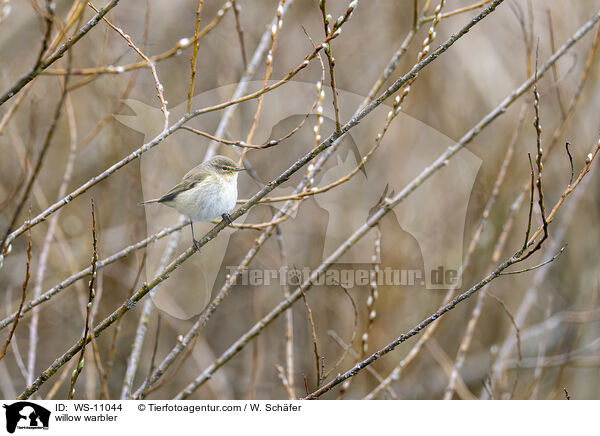 Fitis / willow warbler / WS-11044