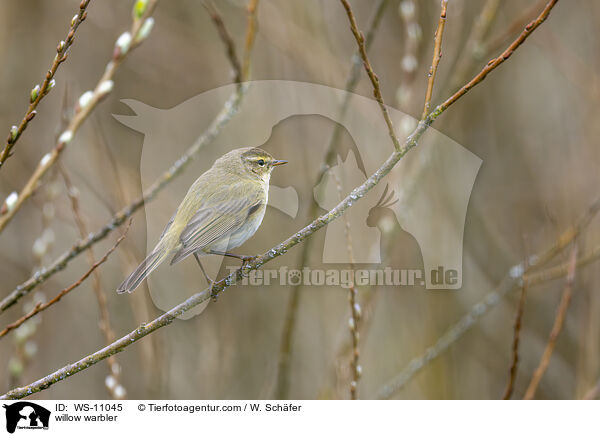 Fitis / willow warbler / WS-11045