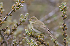 willow warbler