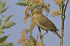 willow warbler