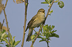 willow warbler