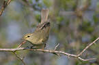 willow warbler